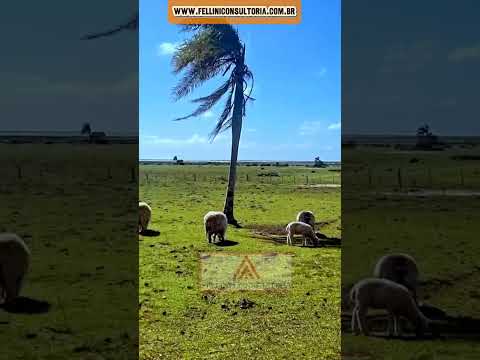 205 HECTARES VENDO COM ASFALTO NA PORTEIRA TAVARES RS