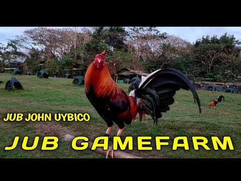 BREEDER CHAMPIONS JUB JOHN UYBICO - JUB FARM