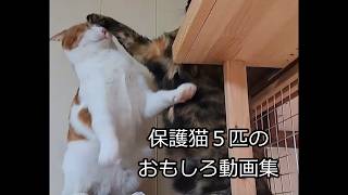 可愛い猫達のおもしろ動画集　#地域猫 #野良猫から家猫へ #保護猫 #サビ猫 #子猫