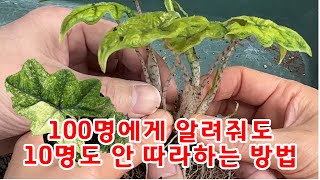 희귀식물 알로카시아 잭클린 미스틱 번식 성공 비법 대공개!