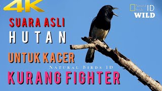 Download lagu Kicau Burung Kacer Di Alam Liar, Untuk TERAPI Kacer Kurang FIGHTER(KUCICA KAMPUNG) part8 mp3 Download lagu Kicau Burung Kacer Di Alam Liar, Untuk TERAPI Kacer Kurang FIGHTER(KUCICA KAMPUNG) part8 mp3