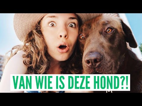 Op Zoek Naar De Baasjes Van Deze Hond & Opgelicht In Leuven | Basimella