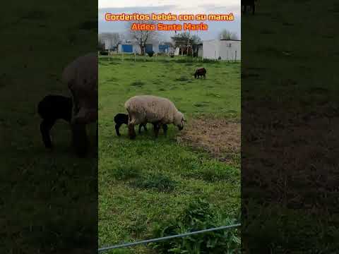 CORDERITOS CON SU MAMA, EN ALDEA SANTA MARIA #shorts #viral #entrerios