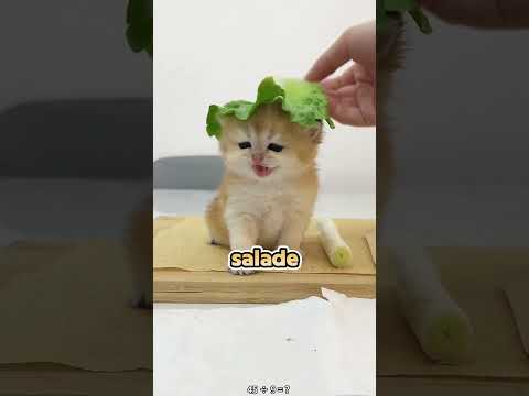 “Pourquoi il me semble si familier ?!” – la panique du chat 😱🐱😂