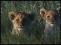 Suki Una Leoncita Valiente Película Completa Películas Infantiles