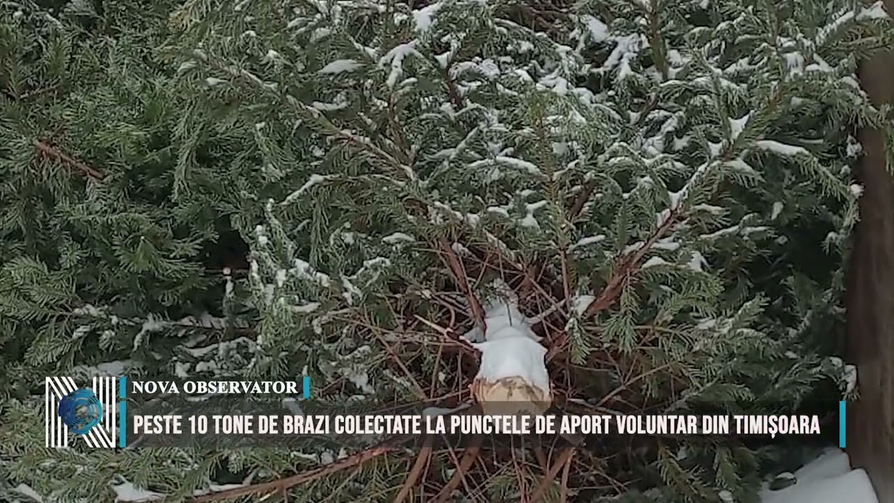 PESTE 10 TONE DE BRAZI COLECTATE LA PUNCTELE DE APORT VOLUNTAR DIN TIMIȘOARA