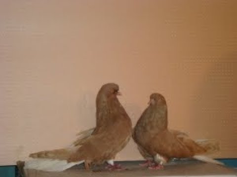 О желтых торцовых николаевских голубях