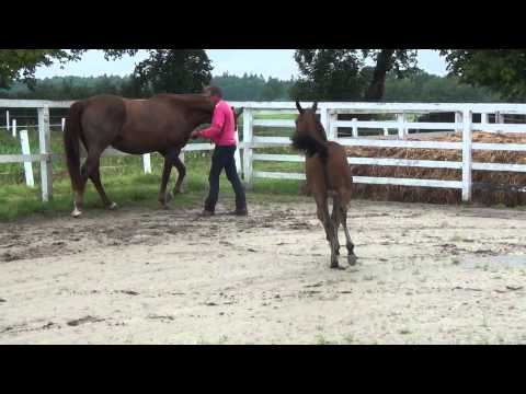 Stutfohlen von Finest x Florestan x Rubinstein x Donnerhall