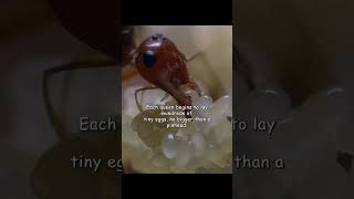 Download lagu It's shocking. After the queen's mission is accomplished, they become food. #wildlife #animals mp3 Download lagu It's shocking. After the queen's mission is accomplished, they become food. #wildlife #animals mp3