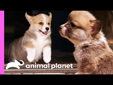 Watch These Adorable Corgi Pups as They Discover the World!