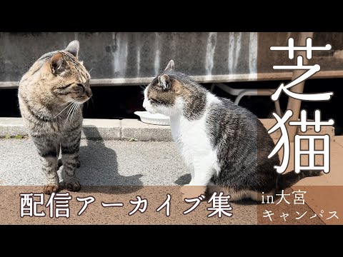 【芝浦工大の日常】芝猫ライブ配信アーカイブ集