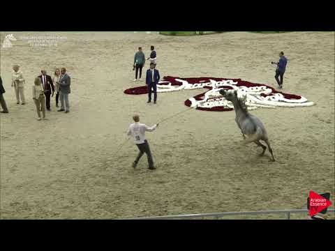 59 FAJIR ALBIDAYER Sharjah International 2018