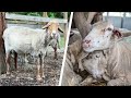 How Harmful Is Sheep Shearing