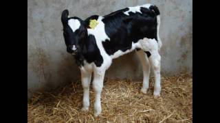 New Cool Collective - Tramp Stamp