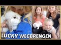 VAARWEL KONiJNTJE LUCKY, DiT iS JE NiEUWE THUiS! ? | Bellinga Vlog #2582