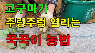 직법 도구 만들어 고구마심었어요 / 물안주고 고구마심는방법 / 고구마심는시기