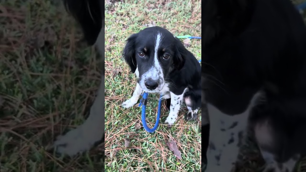 Enlarge KC, an adopted mixed breed in Warwick, RI video 4/5