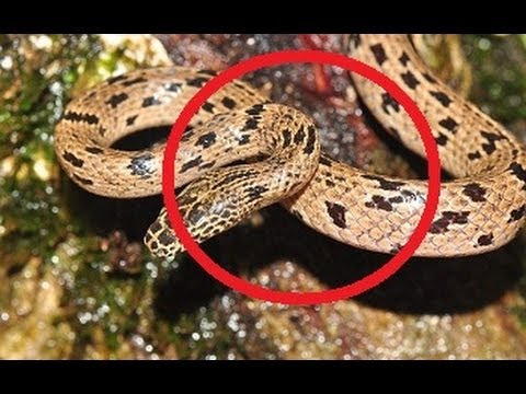 New Wolfsnake Species Discovered In Cambodia