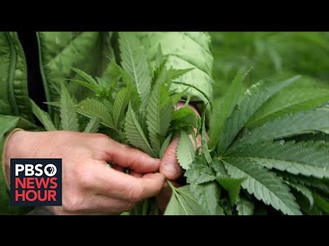 クラフト大麻は大麻に対抗できるのか？ (Can craft cannabis compete with Big Marijuana  Marijuana)