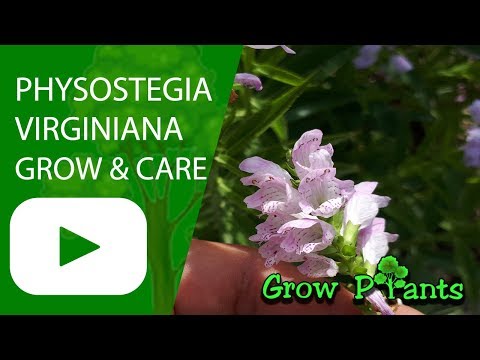 download lagu mp3 mp4 Obedient Plant Leaves, download lagu Obedient Plant Leaves gratis, unduh video klip Obedient Plant Leaves