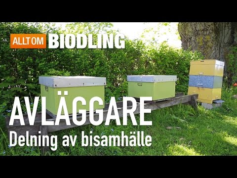 Avläggare - Delning av bisamhälle