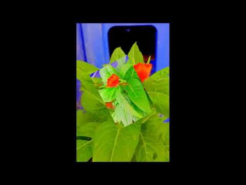 Cocks comb گل کلغہ #Batool #beautiful #plants #flowers