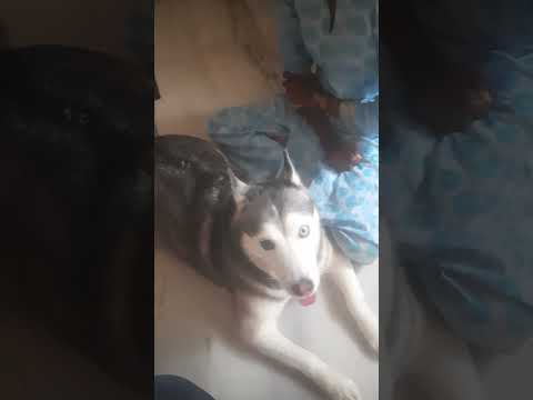 Dhriti playing with dobby and sherry on rakshabandhan #love