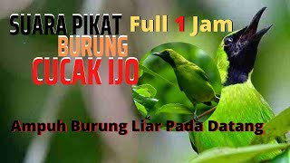 Download lagu Suara Alam: Suara Pikat Cucak Ijo Big 1 Jam Full mp3 Download lagu Suara Alam: Suara Pikat Cucak Ijo Big 1 Jam Full mp3