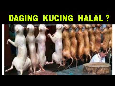 Is Cat Meat Halal? - According to Evidence from the Quran?
