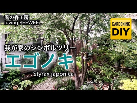 エゴノキ 植物