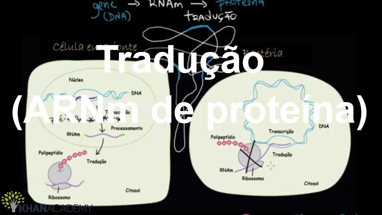 Tradução (ARNm de proteína) | dogma central (DNA para RNA para proteína) | Biologia | Khan Academy