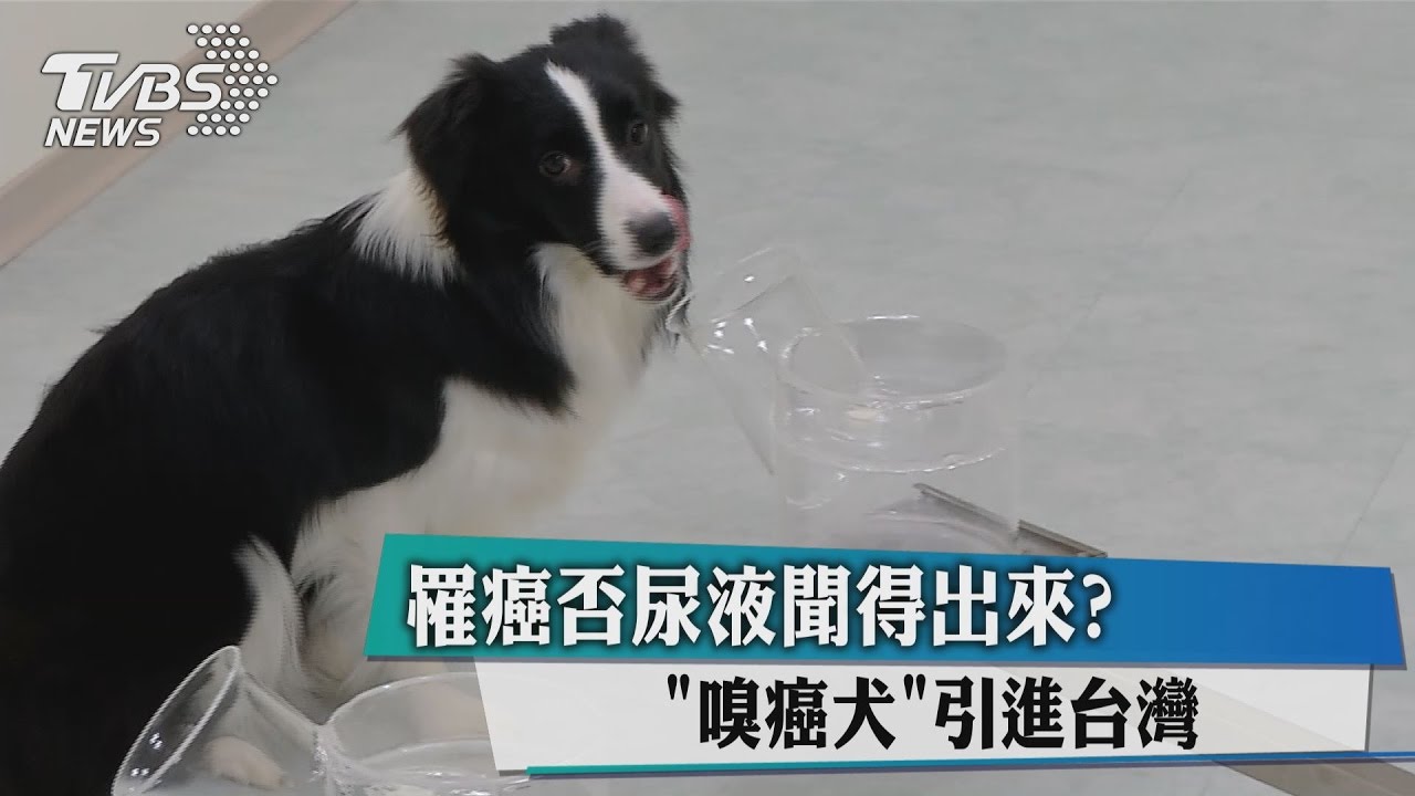 罹癌否尿液聞得出來？　「嗅癌犬」引進台灣