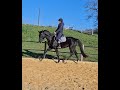 Superbe hongre KWPN - 3 ans (Dressage, CSO)