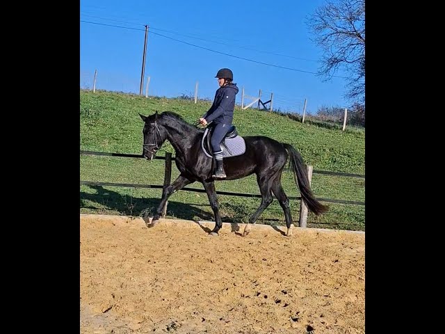 Superbe hongre KWPN - 3 ans (Dressage, CSO)