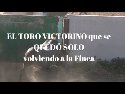 ¿Que me dices del TORO VICTORINO  que iba a COLOMBIA que SE QUEDÓ SOLO volviendo a la Finca?