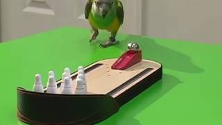 Kili Senegal Parrot - Bowling