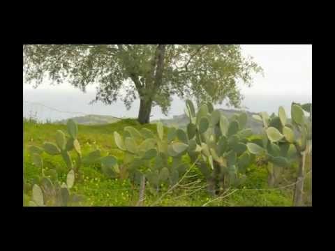 Ferruzzano (RC) - Tomba Rupestre in località Judarìo