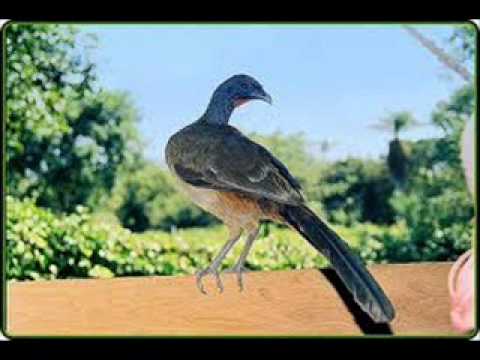 FG  La Guacharaca - Eneas Perdomo