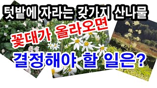 텃밭에 자라는 갖가지 산나물 꽃대가 올라오면 결정해야 할 일은? (산나물 재배, 산나물 가꾸기, 산나물 심기…