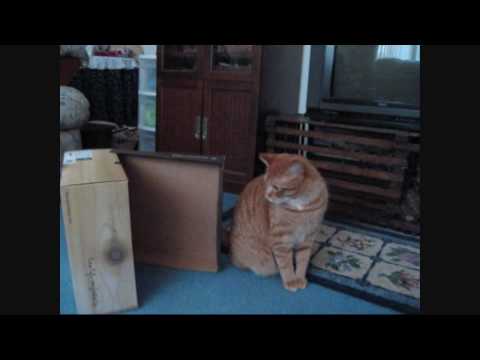 Day 2: Cosette's Cats (read description)