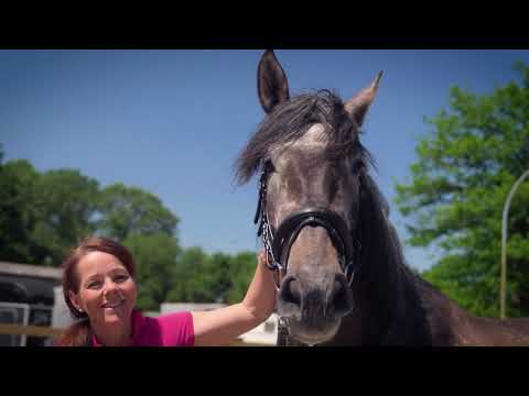 Mehr Infos in pre-pferde.de