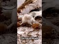 #мульт #catvideos #cartooncat #самые #короткоевидео #goose #валяние #гусь #cartoon #woolanimation