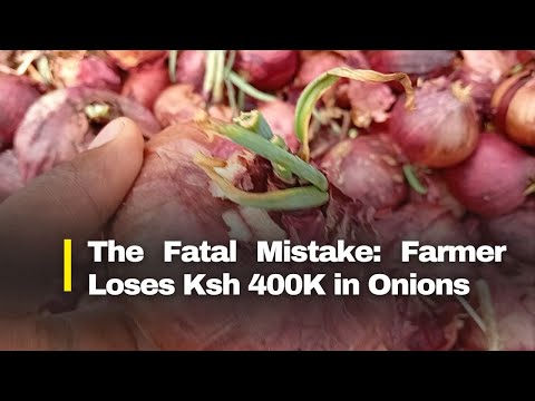 Bulb Onions Farming In Kenya Best Onion Fertilization Schedule 2025