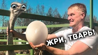 Страусиное яйцо: описание, полезные свойства