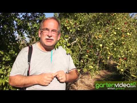 What does a Chinese date taste like? LuLi- Ziziphus jujuba