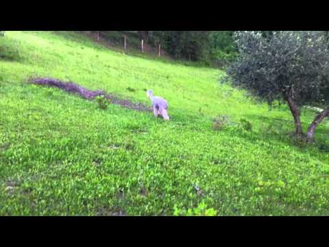 Greenvale Gerado appena tosato, Allevamento Alpaca della Foglia