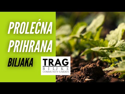 SPRING FEEDING OF PLANTS (2021) [TRACE OF THE PLANT]