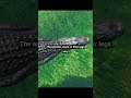 How Do Crocodiles Swim Without Fins