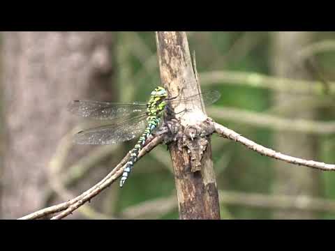 Southern Hawker - Devilla Forest - Fife - 23/08/2019