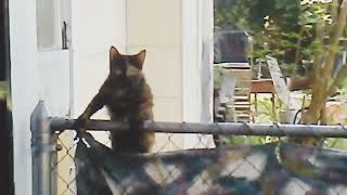 The Amazing Tortuga Cat (Kal-El) Climbs & balances on chain link fence and then Climbs Down a Tree!